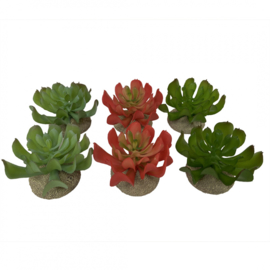 Echeveria 1 8,5x8x5,8cm - Assorti