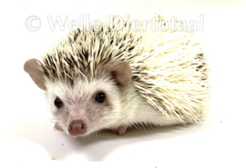 Witbuikegel (Atelerix albiventris) v.a. €150,-