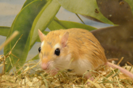 Cheesman’s Gerbil (gerbillus cheesmani) v.a. €25,-