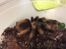 Mexicaanse Roodscheenvogelspin (Brachypelma Emilia) v.a. €30,-