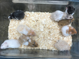 Syrische Hamster (Goudhamster) €15,-