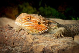 Baardagaam (Pogona vitticeps) v.a. €35,-