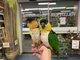 Caique €600,-