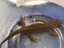 Alpenwatersalamander (Mesotritin Alpestris) v.a. €30,-