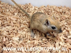 Mongoolse Gerbil (Woestijnrat) €15,-