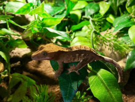 Wimpergekko (Correlophus Ciliatus) v.a. €50,-