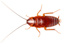 Doosje Kakkerlakken | Red Runners