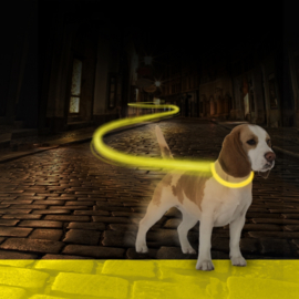 Hondenhalsband Nylon Licht USB - Neon Geel - 40-55cm/2,5cm
