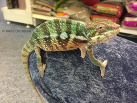 Panterkameleon (Furcifer Pardalis) v.a. €50,- (v) / €300,- (m)