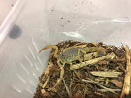 Mesobuthus Martensii €25,-