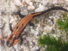 Laos salamander (Laotriton Laoensis) v.a. €180,-