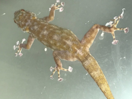 Waaierteengekko (Ptyodactylus hasselquistii) v.a. €12,50