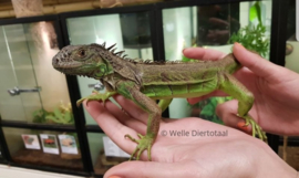 Groene leguaan (Iguana Iguana) v.a. €45,-