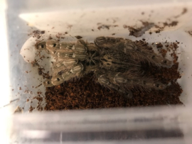 Heteroscodra Maculata v.a. €20,-