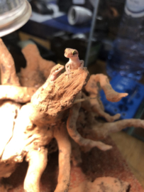 Microgekko (Tropiocolotes Steudneri) v.a. €15,-