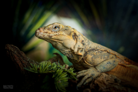 Chuckwalla (Sauromalus sp.) v.a. €200,-