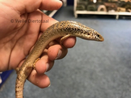 Parelskink (Chalcides Ocellatus) v.a. €15,-