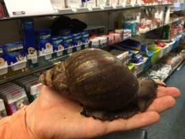 Reuzenslak (Achatina Fulica/ Achatina Purpurea) XXL v.a. €25,-