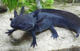 Axolotl / Ambystoma Melanisme v.a. €20,-