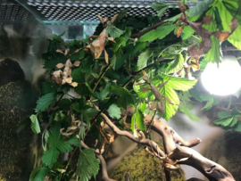 Flappentak (Extatosoma tiaratum) v.a. €5,-