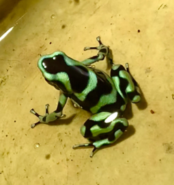 Gouden gifkikker (Dendrobates Auratus 'Bronze') €55,-