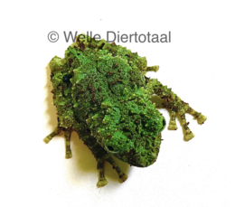 Vietnamese Moss Kikker (Theloderma Corticale) €95,-