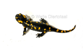 Vuursalamander / Salamandra S. Salamandra v.a. €50,-