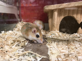 Cheesman’s Gerbil (gerbillus cheesmani) v.a. €25,-