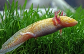 Axolotl / Ambystoma Albino v.a. €15,-