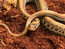 Kousenbandslang (Thamnophis Radix) v.a. €75,-