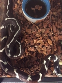 Koningsslang (Lampropeltis californiae) v.a. €30,-