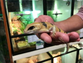 Nachtskink (Scincopus Fasciatus) v.a. €120,-