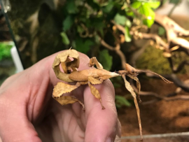Flappentak (Extatosoma tiaratum) v.a. €5,-