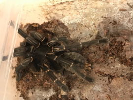 Cyriopagopus Paganus v.a. €45,- (vanaf prijs i.v.m. formaat dier)