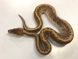 Koningspython (Python Regius Pinstripe)