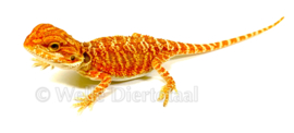 Baardagaam Rood (Pogona vitticeps) v.a. €75,-