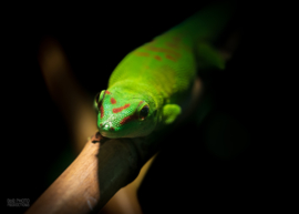 Madagascar Reuzendaggekko | Phelsuma Grandis v.a. €65,-