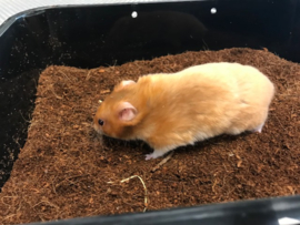 Syrische Hamster (Goudhamster) €15,-
