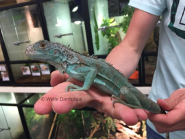 Blauwe leguaan (Iguana Iguana)  v.a. €195,-