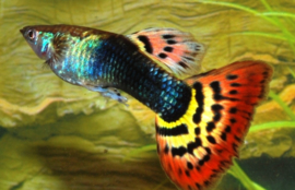 Guppy Man Tuxedo Spotted Tail €3,50
