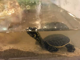 Woeste Drieklauw Weekschildpad (Apalone Ferox) v.a. €25,-