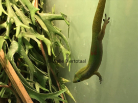 Goudstofdaggekko | Phelsuma Laticauda v.a. €65,-