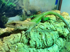 Groene ameiva (ameiva ameiva) v.a. €30,-