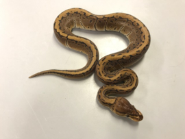 Koningspython (Python Regius Pinstripe)