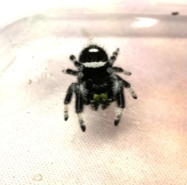 Spingspin / Jumping Spider - Phidippus Regius v.a. €25,-