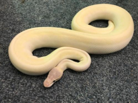 Python Regius, Supermojave, Blue Eye Leucistic