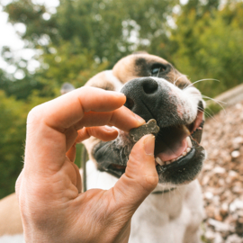 Beloningssnoepjes Hond Vegetarisch - Soft! Eco Veggie Spinazie & Pompoen Mix - 500gr