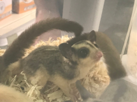 Mozaïek Sugar glider / Suikereekhoorn v.a. €290,-