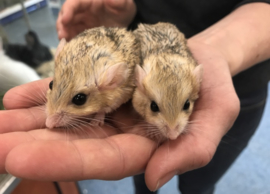 Dikstaartgerbil (Vetstaartgerbil) v.a. €20,-