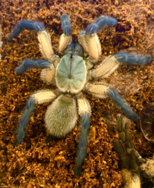 Monocentropus Balfouri v.a. €50,-